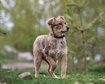 Собаки в Щелково: Каштанка Девочка, Бесплатно - фото 2