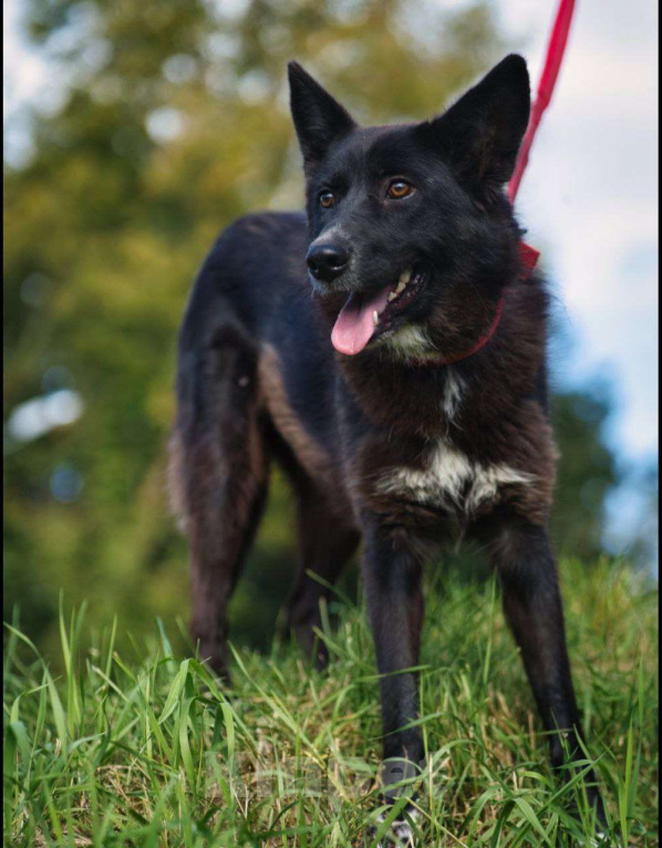 Собаки в Москве: Собака-оберег с ангелом на груди Девочка, Бесплатно - фото 2