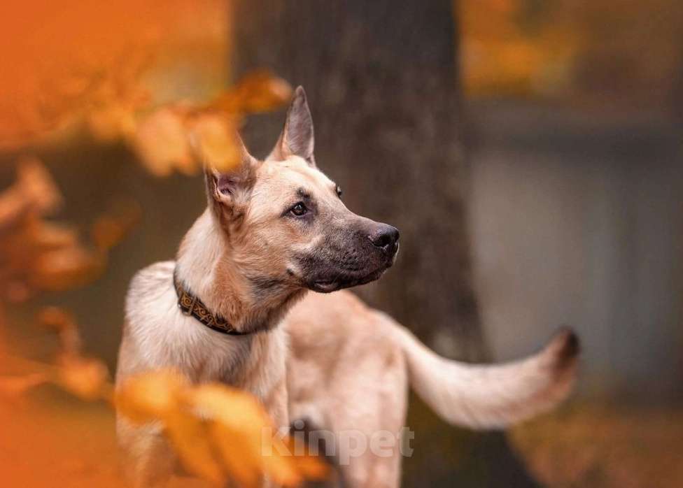 Собаки в Москве: Винни очень нужен дом  Мальчик, Бесплатно - фото 3