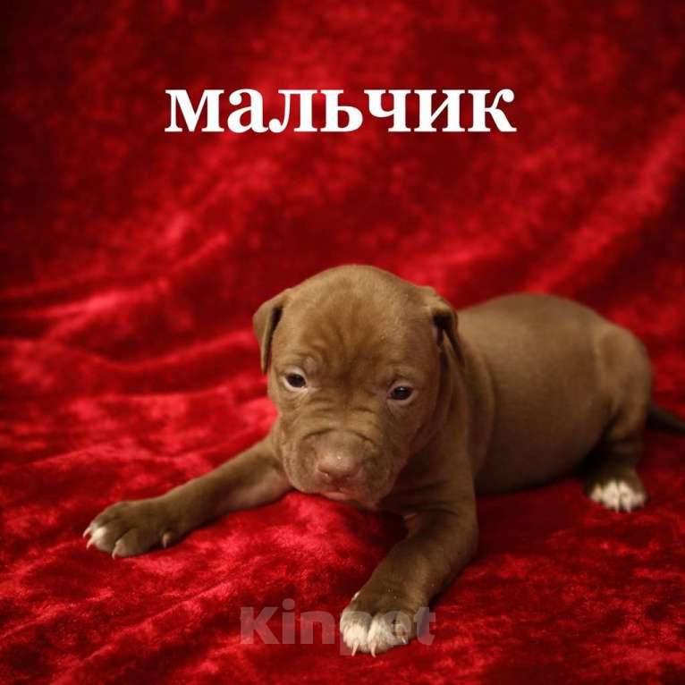 Собаки в Москве: Щенки Американского питбультерьера Мальчик, 40 руб. - фото 1