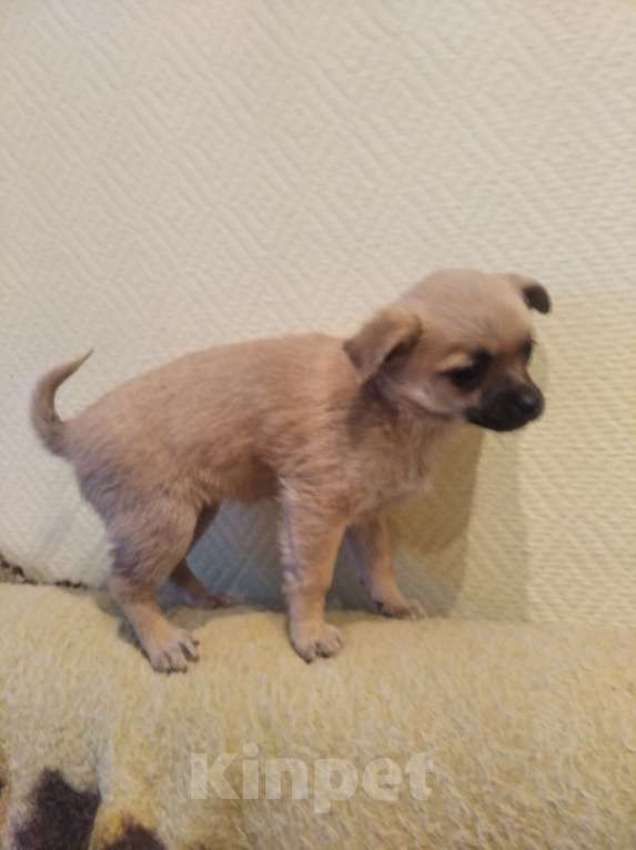 Собаки в Новосибирске: Щенки маленьких пород Чихуахуа  Девочка, 18 000 руб. - фото 2