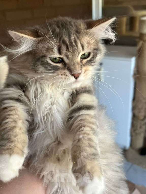 Кошки в Краснодаре: Шикарный котик с зелеными глазками Мальчик, 35 000 руб. - фото 2