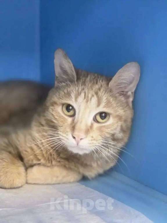 Кошки в Москве: Рыжий-рыжий Мальчик, Бесплатно - фото 2