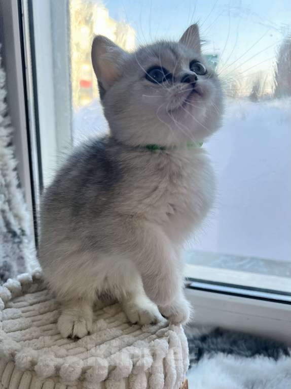 Кошки в Киселевске: Шотландские котята Девочка, 20 000 руб. - фото 4