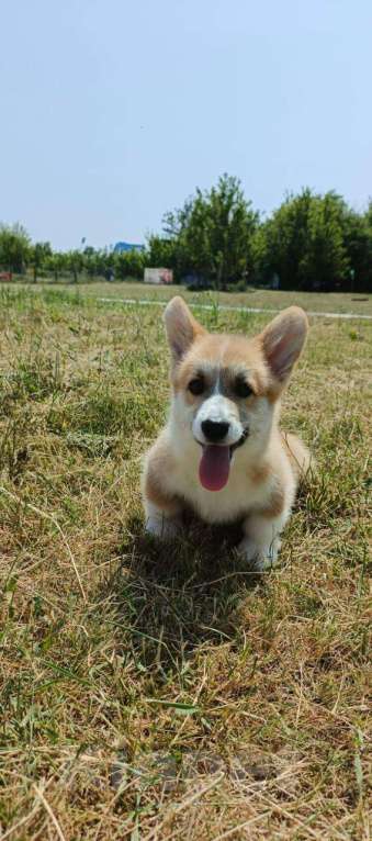 Собаки в Цимлянске: Вельш Корги Пемброк от лучшего питомника Юга-России! Девочка, Бесплатно - фото 3