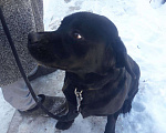 Собаки в Волгограде: Вязка лабрадор 5 лет, 3 300 руб. - фото 7