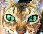 Кошки в Осе: Абиссинские котята, 18 000 руб. - фото 8