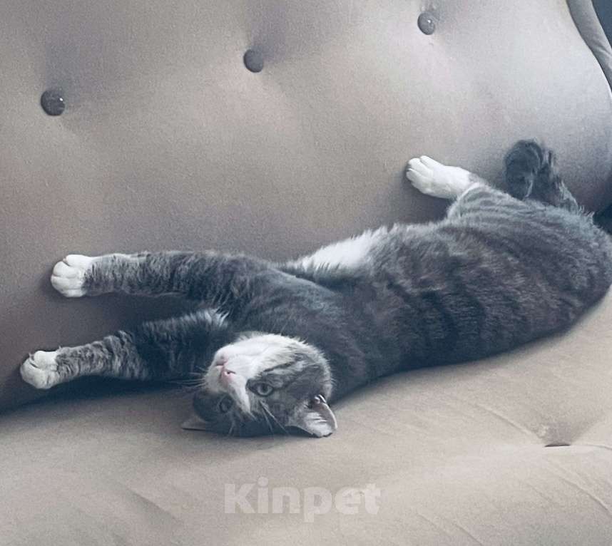 Кошки в Санкт-Петербурге: Котик Феденька ждет своих родителей Мальчик, Бесплатно - фото 3