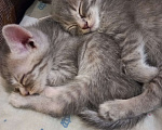 Кошки в Липецке: Два замечательных котенка ищут любящих хозяев Девочка, 1 руб. - фото 1