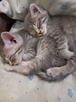 Объявление: Два замечательных котенка ищут любящих хозяев, 1 руб., Липецк