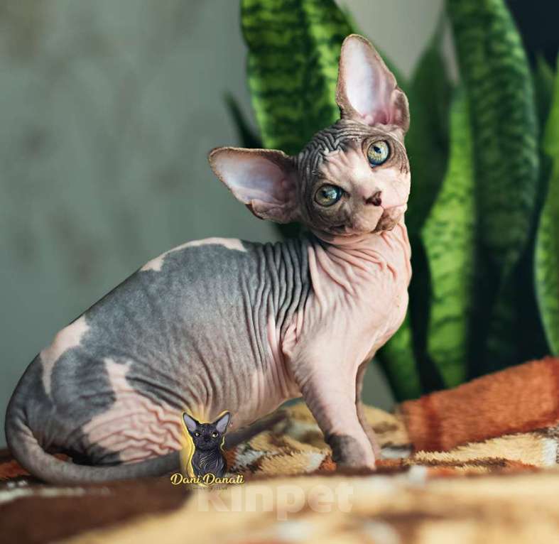 Кошки в Москве: Яркая малышка Сфинкс Девочка, 48 000 руб. - фото 2