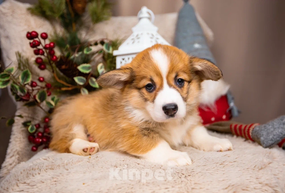 Собаки в Новосибирске: Ванилла щенок вельш-корги Пемброк  Девочка, 75 000 руб. - фото 2