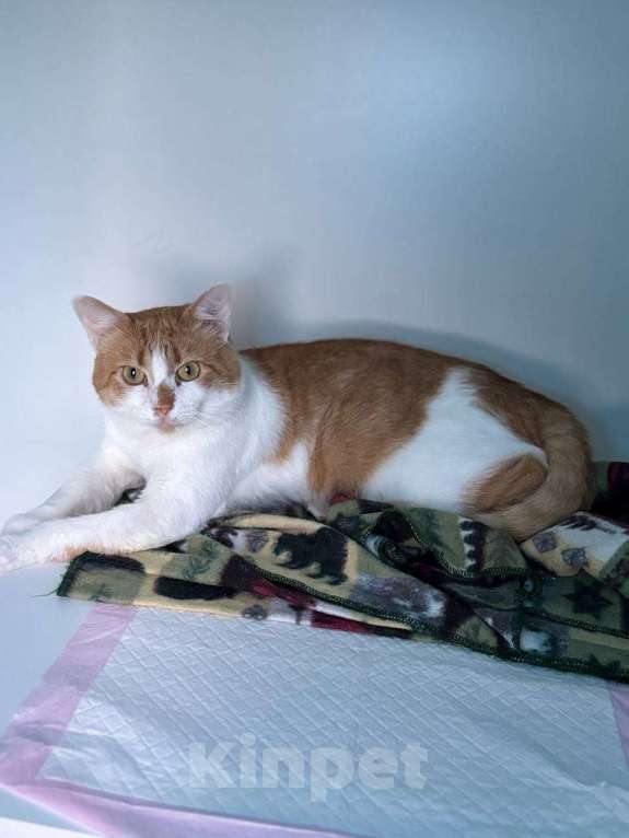 Кошки в Санкт-Петербурге: Яркий и ласковый кот Павлик Мальчик, Бесплатно - фото 2