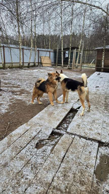 Собаки в Клине: Фисташка — роскошная красавица готова стать частью вашей семьи Девочка, Бесплатно - фото 6