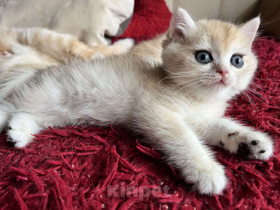 Кошки в Воронеже: Нежный, ласковый мальчик  Мальчик, 40 000 руб. - фото 5