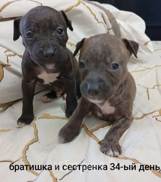 Собаки в других городах Московской области: Щенок Питбуля Девочка Тигровая рождена 29.07.25 Девочка, 25 000 руб. - фото 3