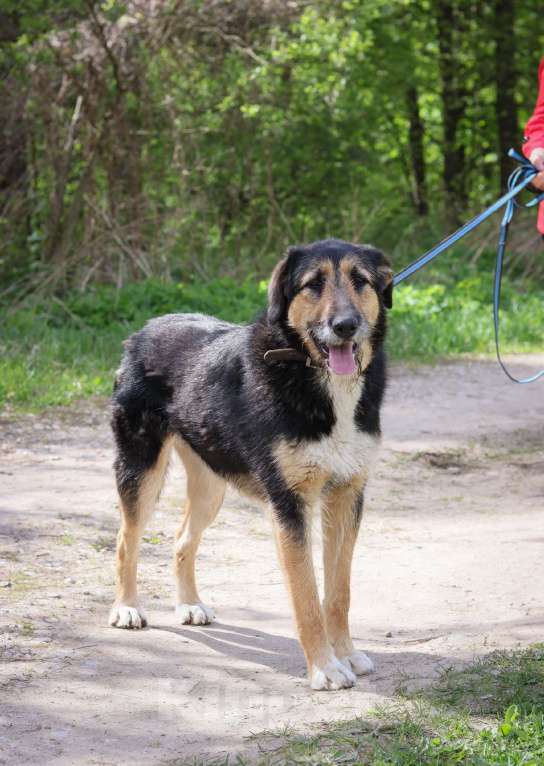 Собаки в Подольске: Молодая собака Баста в добрые руки  Девочка, Бесплатно - фото 2