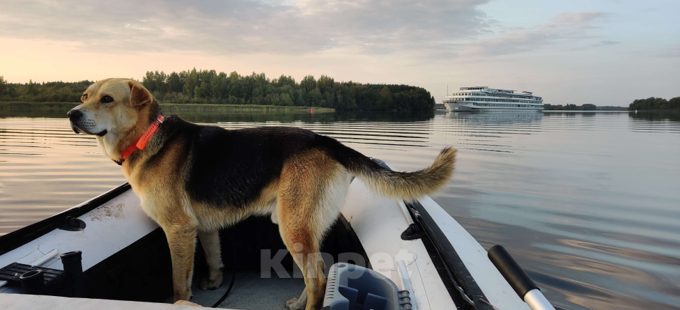 Собаки в других городах Ленинградской области: Пропал Тяпа. Мальчик, 5 000 руб. - фото 1