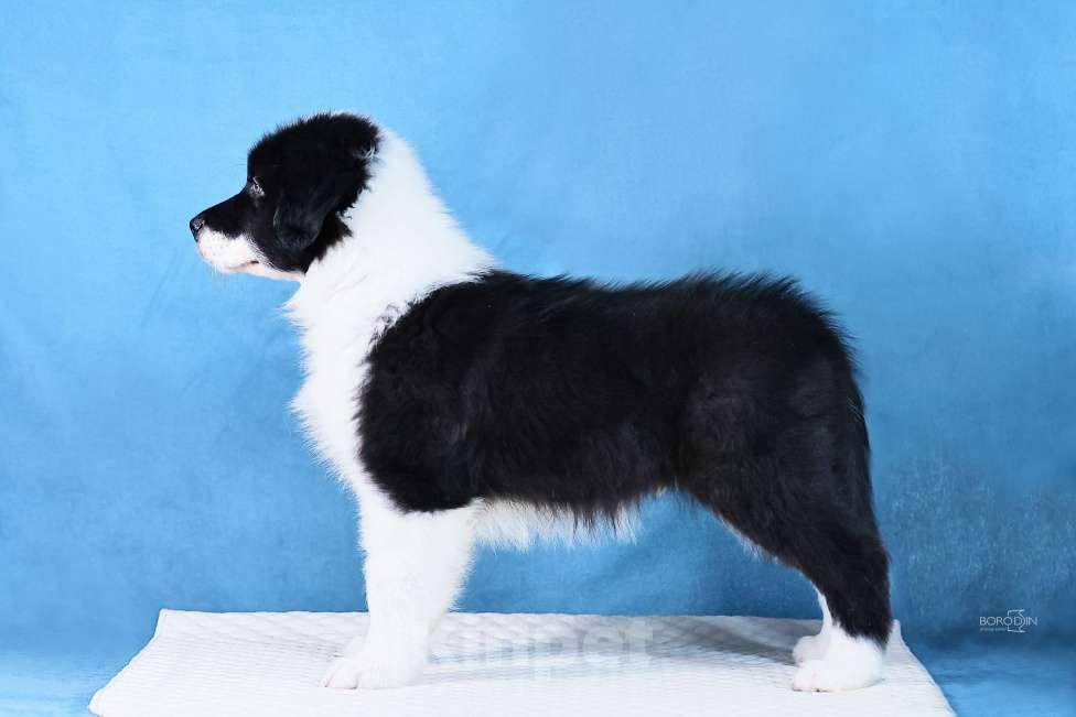 Собаки в других городах Новосибирской области: Щенки австралийской овчарки Мальчик, Бесплатно - фото 2