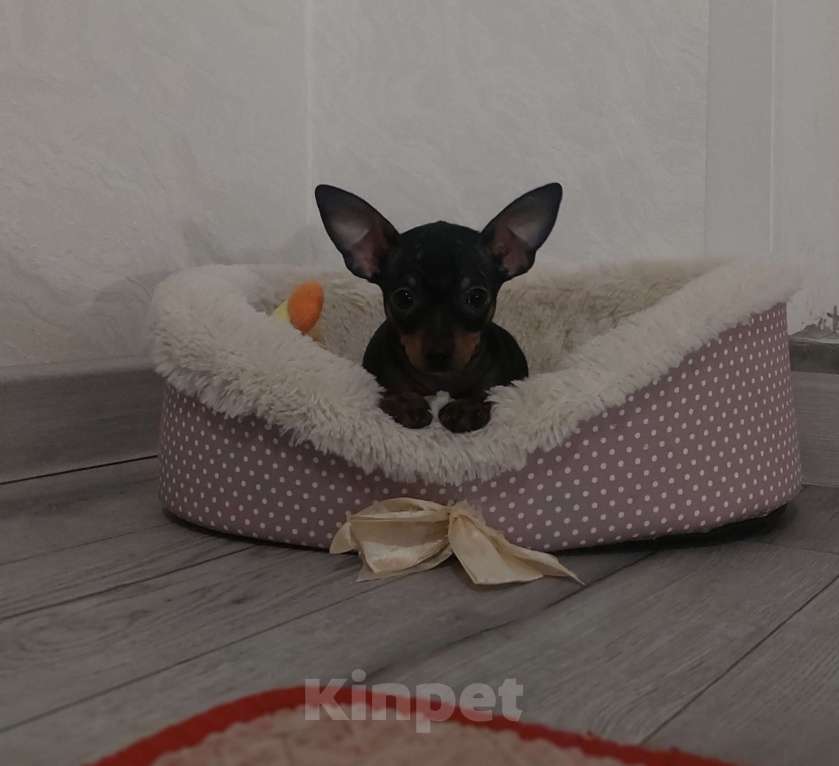 Собаки в Москве: Мальчик тоя стандартного размера Мальчик, 30 000 руб. - фото 3