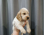 Собаки в Копейске: Щенок спаниель (девочка) Девочка, 10 000 руб. - фото 1