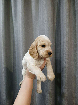 Щенок спаниель (девочка)