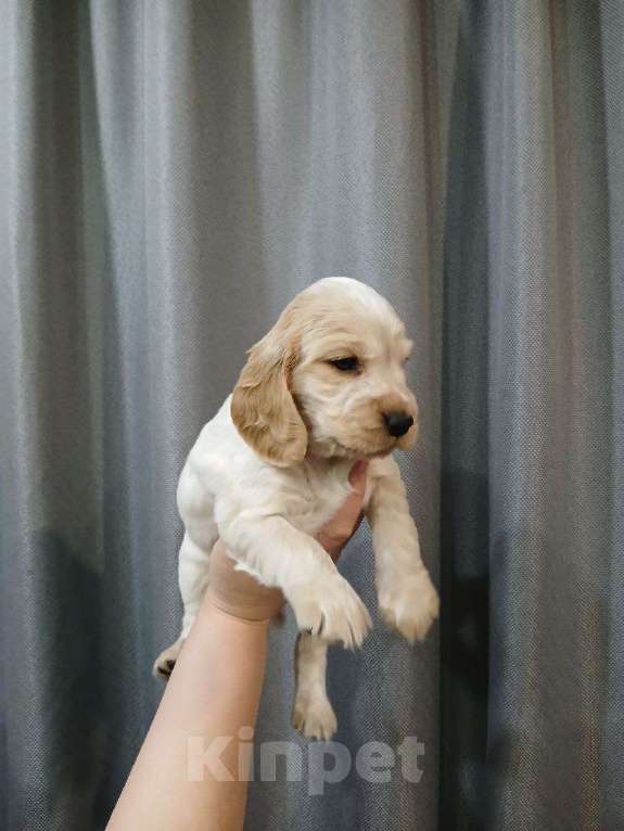 Собаки в Копейске: Щенок спаниель (девочка) Девочка, 10 000 руб. - фото 1