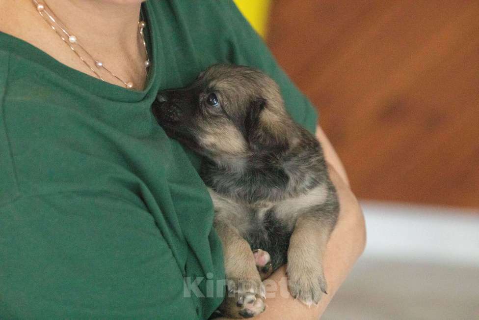 Собаки в Москве: Тиш ищет дом Мальчик, Бесплатно - фото 4