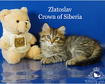 Кошки в Москве: Сибирский котик Zlatoslav ищет хозяев Мальчик, Бесплатно - фото 10