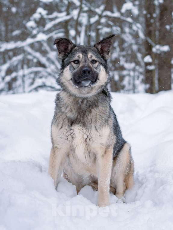 Собаки в Москве: Соня, 1 год Девочка, Бесплатно - фото 4