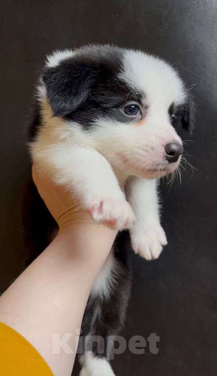 Собаки в других городах Московской области: Бордер колли очаровательная малышка Девочка, 70 000 руб. - фото 4