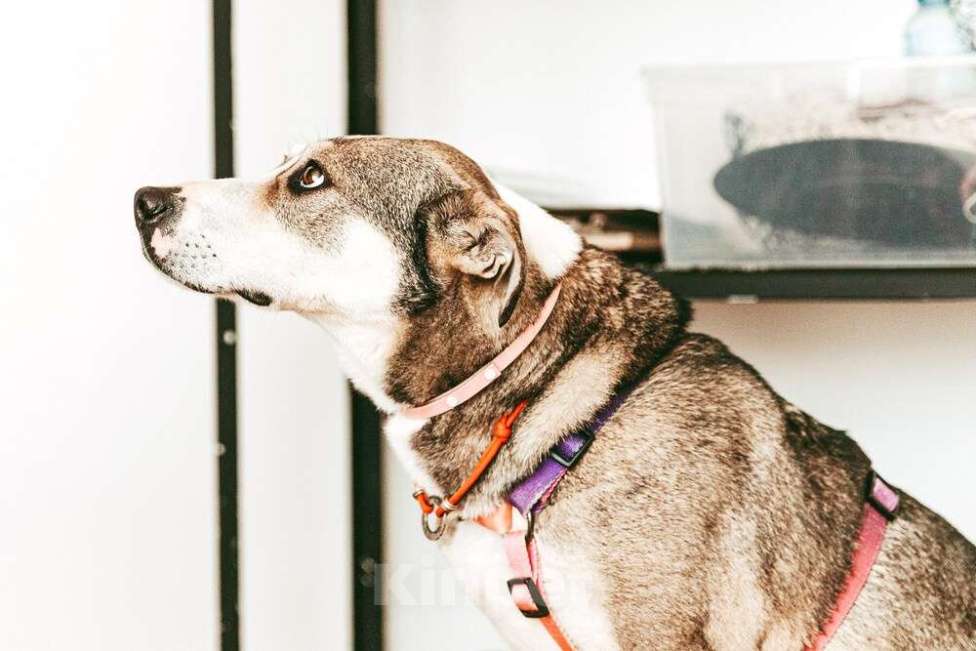 Собаки в Москве: Собака Евушка мечтает о доме, но ее никто не замечает Девочка, 1 руб. - фото 5