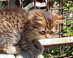 Кошки в Михайловске: 2 котёнка - котик и кошечка, очень ищут дом и любимых хозяев Мальчик, Бесплатно - фото 1