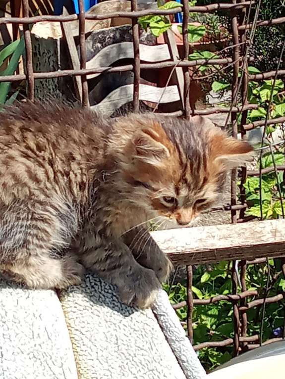 Кошки в Михайловске: 2 котёнка - котик и кошечка, очень ищут дом и любимых хозяев Мальчик, Бесплатно - фото 1