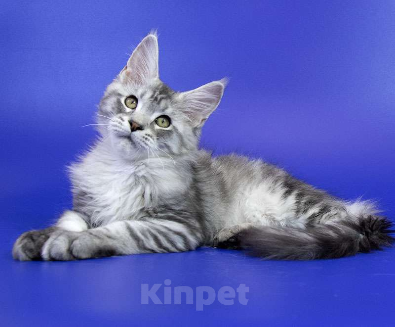 Кошки в Москве: Котенок Мейн Кун Мальчик, 1 000 руб. - фото 5