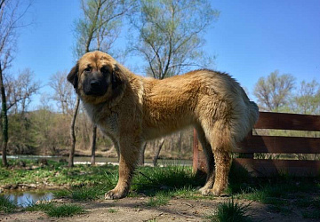 Греческая овчарка Греческая овчарка