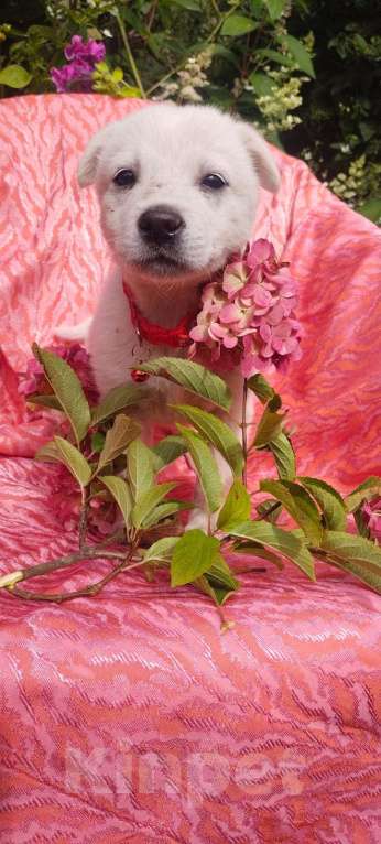 Собаки в Балашихе: щенки от белой овчарки Мальчик, Бесплатно - фото 8