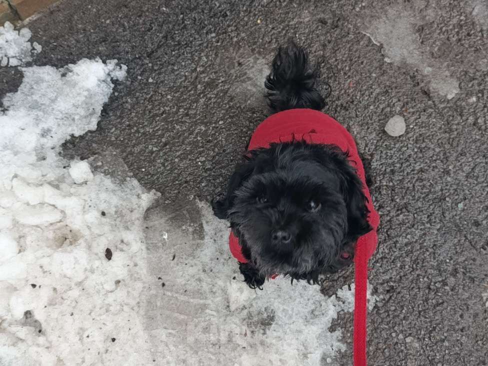Собаки в Таганроге: Отдам собаку в добрые руки. Мальчик, Бесплатно - фото 3