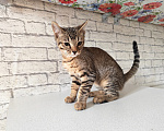 Кошки в Ногинске: Продам бенгальских котят Девочка, 5 000 руб. - фото 2