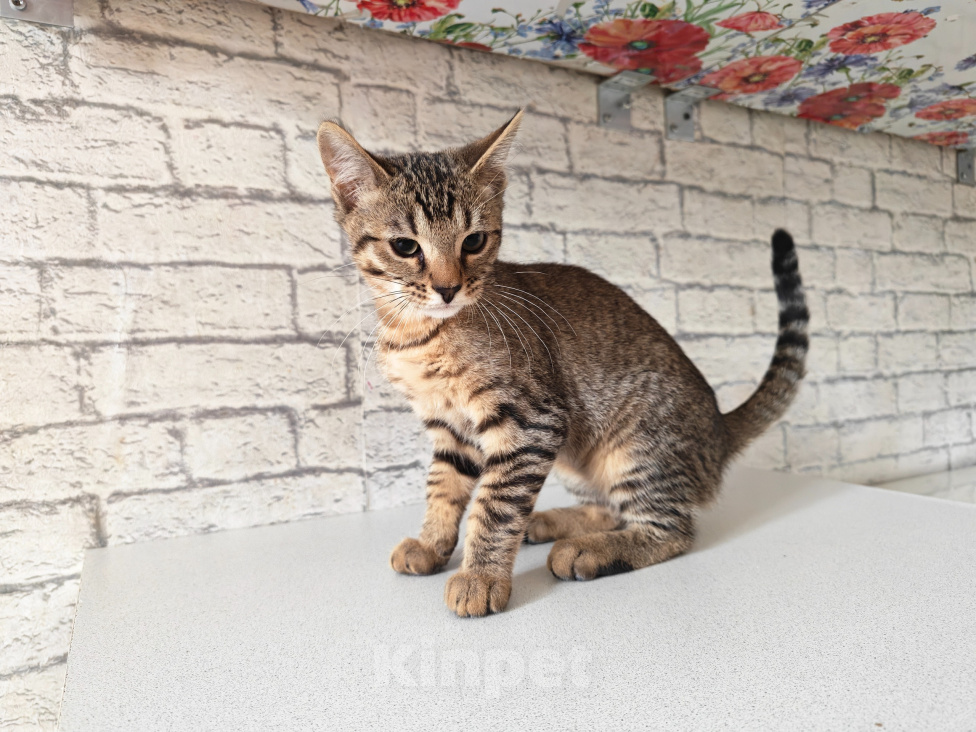 Кошки в Ногинске: Продам бенгальских котят Девочка, 5 000 руб. - фото 2