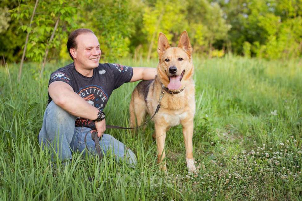 Собаки в Москве: Лорд ищет дом Мальчик, Бесплатно - фото 4