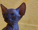 Кошки в Москве: Котенок канадского сфинкса Мальчик, 35 000 руб. - фото 3