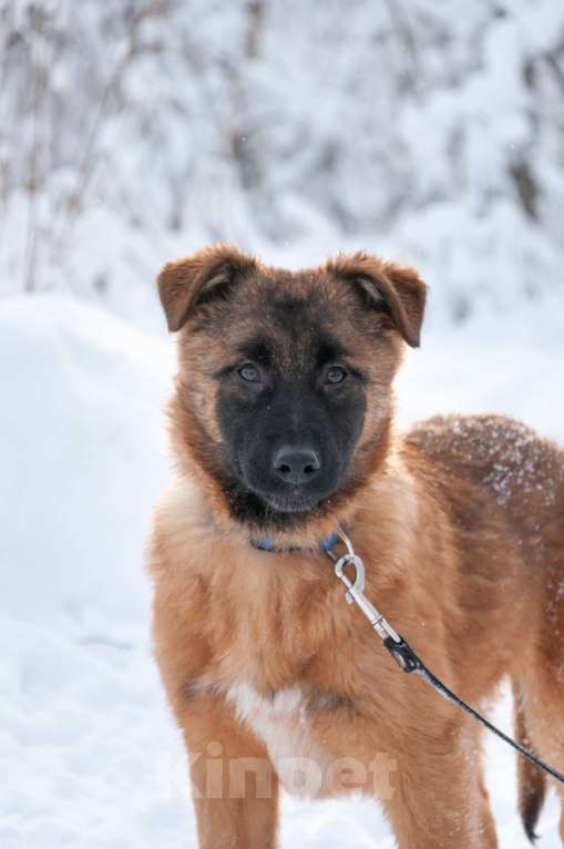 Собаки в Ногинске: Тэйси — ваш персональный солнечный лучик!  Девочка, Бесплатно - фото 10