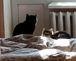 Кошки в Шахте: Пушистый полубританец - Хока Мальчик, 10 руб. - фото 5