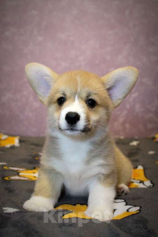 Собаки в Москве: Мальчик Джеймс Бонд Мальчик, 45 000 руб. - фото 4