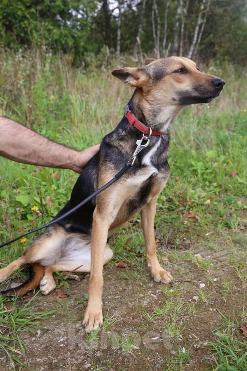 Собаки в Москве: Тиша. Нежная квартирная девочка Мальчик, Бесплатно - фото 8