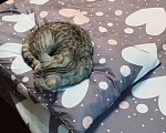 Кошки в Москве: кошка Девочка, Бесплатно - фото 5