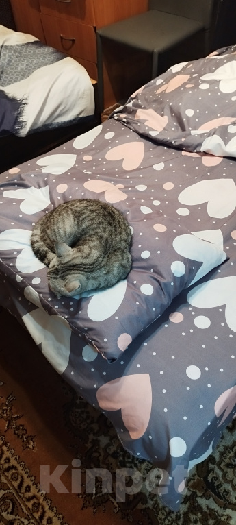 Кошки в Москве: кошка Девочка, Бесплатно - фото 5