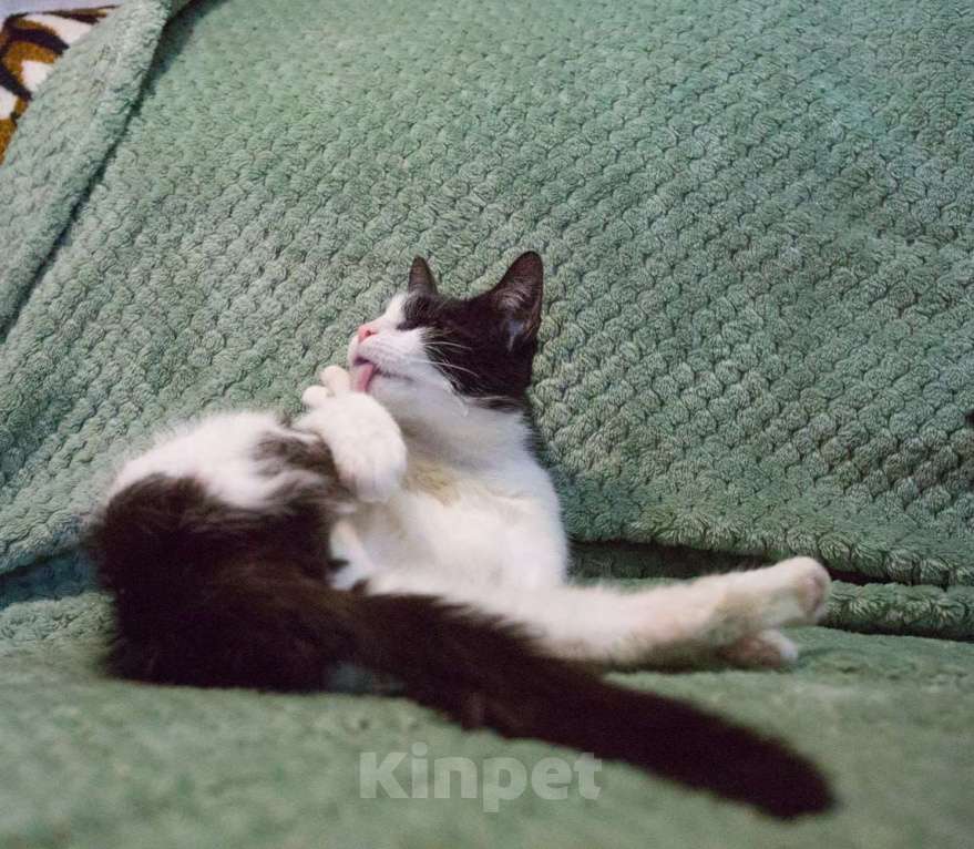 Кошки в Москве: Мия, слепая героиня Девочка, Бесплатно - фото 7