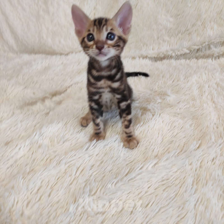 Кошки в Ростове-на-Дону: Бенгальские котята Девочка, 13 000 руб. - фото 1